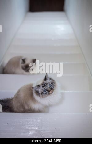 Zwei Birman-Katzen sitzen auf weißen Holztreppen Stockfoto