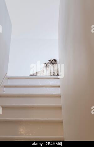 Zwei Birman-Katzen sitzen auf einer Treppe im modernen Lichtraum Stockfoto