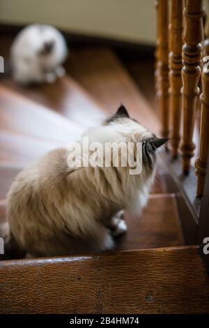 Zwei Birmannkatzen sitzen auf einer alten Holztreppe Stockfoto