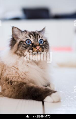 Birman-Katze mit hellblauen Augen in einem hellen Raum Stockfoto