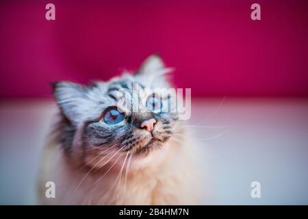 Birman-Katze vor einer rosafarbenen Wand sieht im Interesse auf Stockfoto
