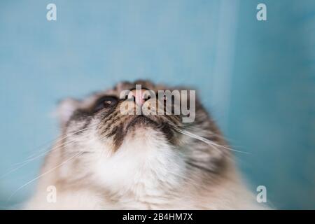 Ein Blick auf den Kopf einer Birman-Katze vor einem türkisfarbenen Hintergrund Stockfoto