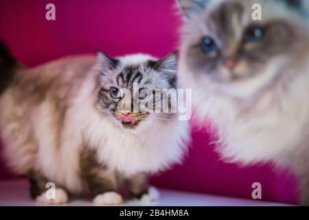 Zwei Birmankatzen, die vor einer rosafarbenen Wand blicken, sind intressiert Stockfoto