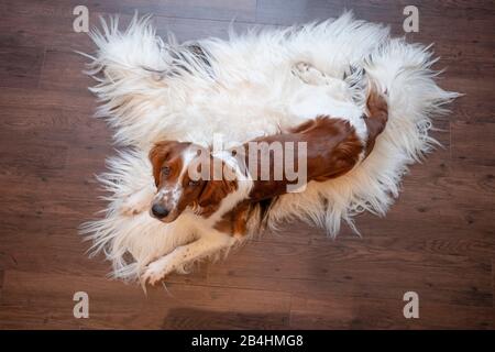 Hund, irischer rot-weißer Setter liess auf Schafsfell und baut mit Hundeblick in der Kamera Stockfoto