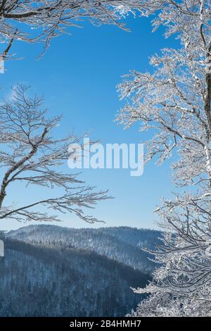 Schneebedecke Äste im Wald bei Winter mit Blick ins Tal vor blauem Himmel in den Vogesen, Frankreich Stockfoto