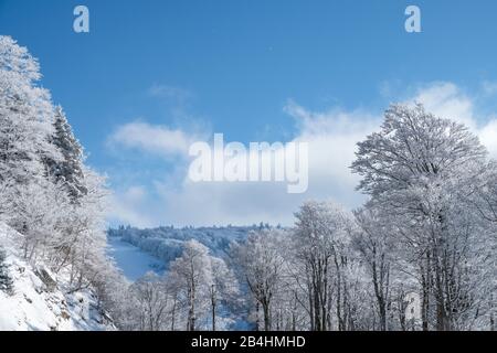 Schneebedeckter Bäume im Wald bei Winter mit Blick ins Tal vor blauem Himmel in den Vogesen, Frankreich Stockfoto