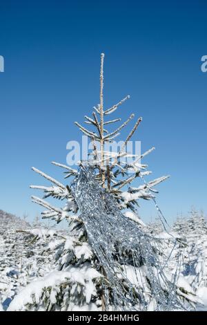 Schneebedeckter Tanne im Wald mit silberner Lametta Dekorierung vor blauem Himmel in den Vogesen, Frankreich Stockfoto