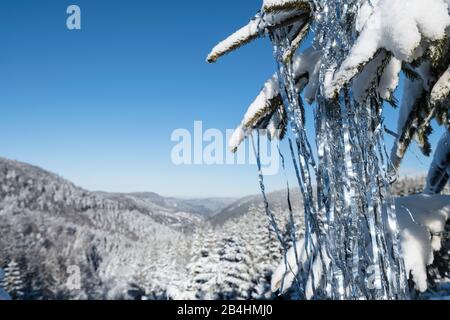 Schneebedecke Tannen im Wald mit silberner Lametta Dekorierung vor blauem Himmel in den Vogesen, Frankreich Stockfoto