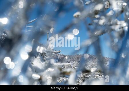 Schneebedecke Tannen im Wald mit silberner Lametta Dekorierung vor blauem Himmel in den Vogesen, Frankreich Stockfoto