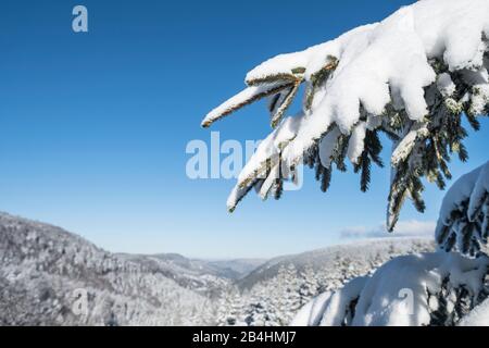 Schneebedecke Tannen im Wald vor blauem Himmel mit Blick in weite Landschaft in den Vogesen, Frankreich Stockfoto