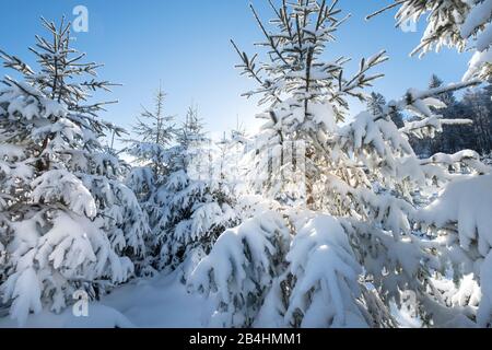 Schneebedecke Tannen im Wald vor blauem Himmel in den Vogesen, Frankreich Stockfoto