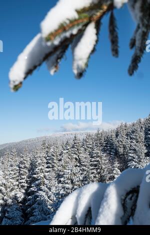 Schneebedecke Tannen im Wald vor blauem Himmel mit Blick in weite Landschaft in den Vogesen, Frankreich Stockfoto