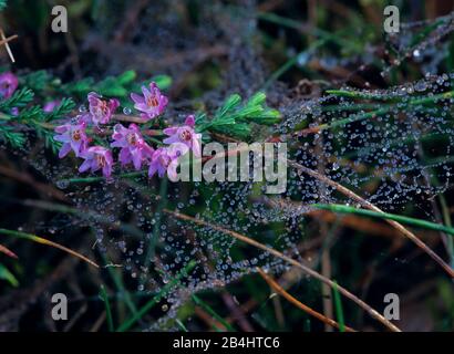 Besenheide mit Tau Heather Calluna vulgaris Stockfoto