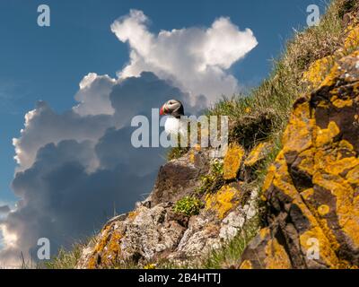 Puffins sind eine von drei kleinen Alzidenarten (Auks) in der Vogel-Gattung Fratercula mit einem bunt gefärbten Schnabel während der Brutzeit. Es handelt sich um pelagische Seevögel, die sich vor allem durch Tauchen im Wasser ernähren. Sie brüten in großen Kolonien an Küstenklippen oder vorgelagerten Inseln, nisten in Spalten zwischen Felsen oder in Erdreichen im Boden. Zwei Arten, die "Tufted Puffin" und "Horned Puffin", kommen im Nordpazifik vor, während der "Atlantic Puffin" im Nordatlantik vorkommt Stockfoto