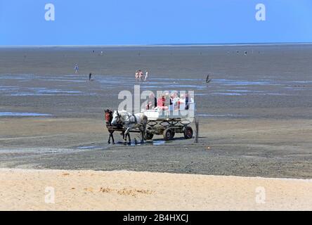Wattenmeer bei Ebbe mit Wattwagen im Landkreis Duhnen, Nordseebad Cuxhaven, Elbmündungsgebiet, Nordsee, Nordseeküste, Niedersachsen, Deutschland Stockfoto
