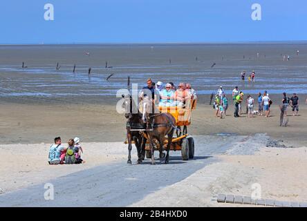 Wattenmeer bei Ebbe mit Wattwagen im Landkreis Duhnen, Nordseebad Cuxhaven, Elbmündungsgebiet, Nordsee, Nordseeküste, Niedersachsen, Deutschland Stockfoto