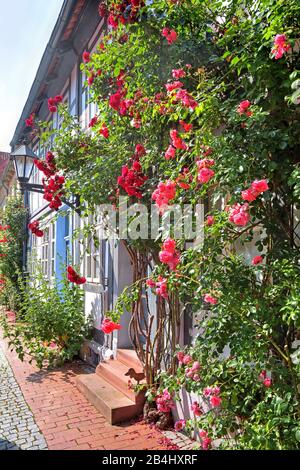 Rosenblüte im Fachwerk in der Keßlerstraße im Fachwerkviertel, in Hildesheim, Niedersachsen, Deutschland Stockfoto