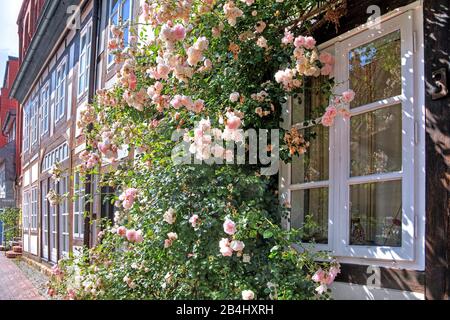 Rosenblüte im Fachwerk in der Keßlerstraße im Fachwerkviertel, in Hildesheim, Niedersachsen, Deutschland Stockfoto