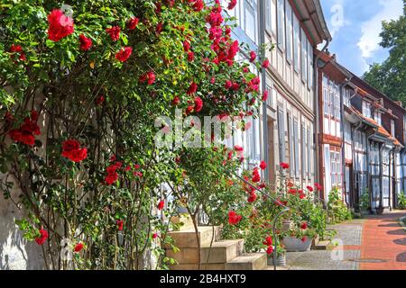 Rosenblüte am Fachwerkhaus am Lappenberg in Fachwerk, Hildesheim, Niedersachsen, Deutschland Stockfoto