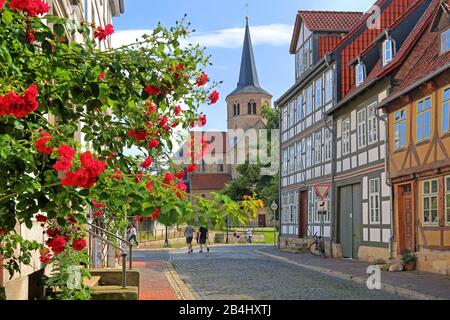 Rosenblüte im Fachwerkviertel mit der St. Godehard-Basilika, Hildesheim, Niedersachsen, Deutschland Stockfoto