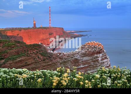 Nordwestklippe mit zuchtenden Seevögeln Leuchtturm und Sendeturm auf dem Oberland, Helgoland, Helgoland Bay, Deutsche Bucht, Nordseeinsel, Nordsee, Schleswig-Holstein, Deutschland Stockfoto