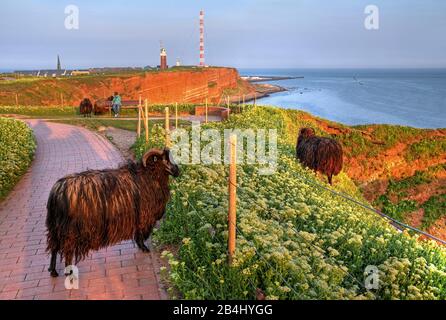 Heidschnucken-Schaf auf der Nordwestklippe, Helgoland, Helgoland-Bucht, Deutsche Bucht, Nordseeinsel, Nordsee, Schleswig-Holstein, Deutschland Stockfoto