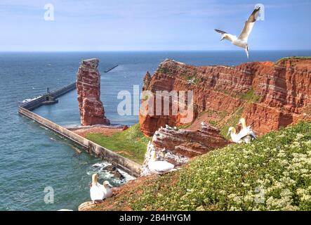 Seevögel, Gannets auf der Nordwestklippe mit Surffelsen lange Anna, Helgoland, Helgoland Bay, Deutsche Bucht, Nordseeinsel, Nordsee, Schleswig-Holstein, Deutschland Stockfoto