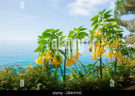 Angels Trumpet Flowers, Brugmansia, Montreux Riviera, Genfersee, Kanton waadt, Schweiz Stockfoto