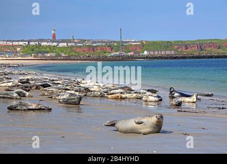 Seehunde und graue Robben am Nordstrand der Badedüne gegen die Hauptinsel Helgoland, Helgoland Bay, Deutsche Bucht, Nordseeinsel, Nordsee, Schleswig-Holstein, Deutschland Stockfoto