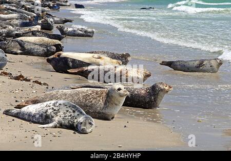 Seehunde und graue Robben am Südstrand an der Badedüne, Helgoland, Helgoland-Bucht, Deutsche Bucht, Nordseeinsel, Nordsee, Schleswig-Holstein, Deutschland Stockfoto