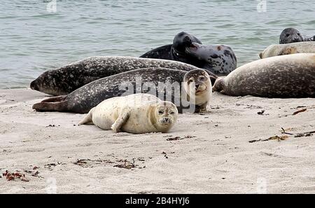 Seehunde und graue Robben am Strand an der Badedüne, Helgoland, Helgoland-Bucht, Deutsche Bucht, Nordseeinsel, Nordsee, Schleswig-Holstein, Deutschland Stockfoto