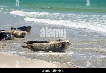 Seehunde und graue Robben am Südstrand an der Badedüne, Helgoland, Helgoland-Bucht, Deutsche Bucht, Nordseeinsel, Nordsee, Schleswig-Holstein, Deutschland Stockfoto