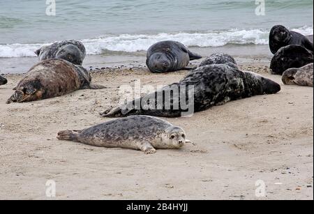 Seehunde und graue Robben am Strand an der Badedüne, Helgoland, Helgoland-Bucht, Deutsche Bucht, Nordseeinsel, Nordsee, Schleswig-Holstein, Deutschland Stockfoto