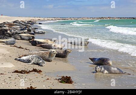 Seehunde und graue Robben am Südstrand an der Badedüne, Helgoland, Helgoland-Bucht, Deutsche Bucht, Nordseeinsel, Nordsee, Schleswig-Holstein, Deutschland Stockfoto