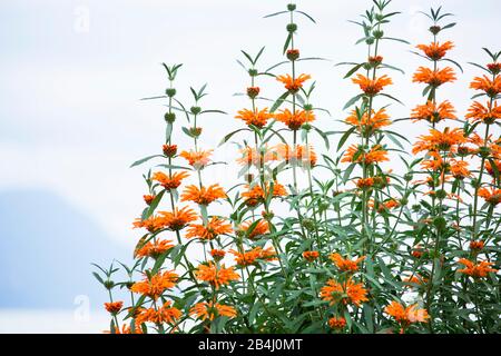 Orange Flowers, Montreux Riviera, Kanton waadt, Schweiz Stockfoto