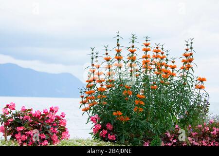 Blühende Blumen, Riviera Montreux, Kanton waadt, Schweiz Stockfoto