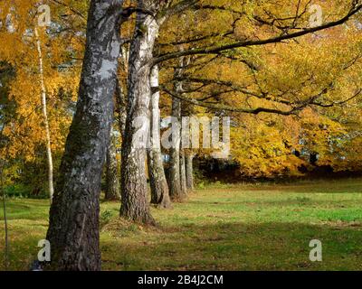 Deutschland, Bayern, Eching am Ammersee, Birken, Blattfärbung, Herbst Stockfoto
