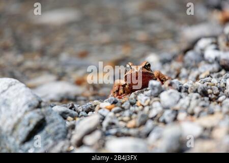 Europa, Schweiz, Ticino, Brione. Ein ungewöhnlich rötlicher Springfrosch (Rana dalmatina bonaparte) sitzt leise am Ufer der Verzasca. Stockfoto