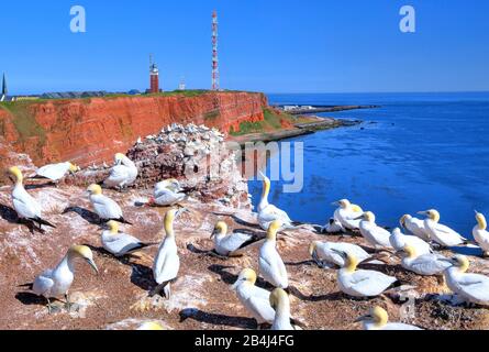 Seevögel, Gannets auf der Westklippe mit Leuchtturm und Sendeturm auf dem Oberland, Heligoland, Heligoland Bay, Deutsche Bucht, Nordseeinsel, Nordsee, Schleswig-Holstein, Deutschland Stockfoto