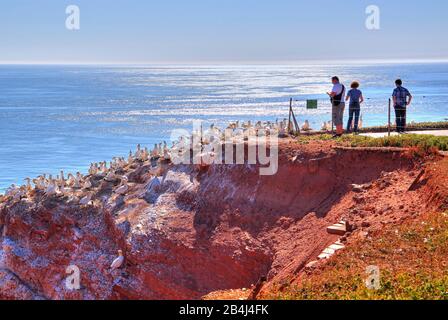 Seevögel, Gannets auf der Westklippe mit Aussichtspunkt, Heligoland, Heligoland Bay, Deutsche Bucht, Nordseeinsel, Nordsee, Schleswig-Holstein, Deutschland Stockfoto