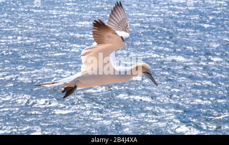 Seabird, Gannet in Flight, Heligoland, Heligoland Bay, Deutsche Bucht, Nordseeinsel, Nordsee, Schleswig-Holstein, Deutschland Stockfoto