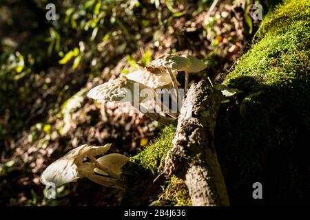 Porzellanpilz, Oudemansiella, Pilze, Wald, Moos, Weiß, Lautertal, Schwäbische Alb, Baden-Württemberg, Deutschland, Europa Stockfoto