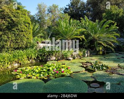 Forio, Giardini della Mortella, Botanischer Garten, prächtiger Landschaftspark mit vielen exotischen Pflanzen, Teich mit Seerosen, Ischia, Italien Stockfoto