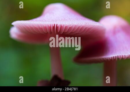 Pilze, Mycena Rosea, im Allgemeinen bekannt als rosige Motorhaube Stockfoto