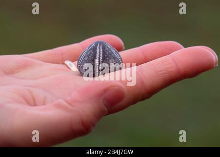 In einer Hand mit einem Hochzeitsring liegt ein versteinerter Seeigel, Ostsee, reich an Fossilien. Stockfoto