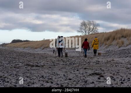 Deutschland, Mecklenburg-Vorpommern, Strandgebiet bei Zingst, Ostsee. Stockfoto