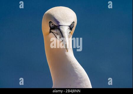 Nordsee - Gannets auf Helgoland Stockfoto