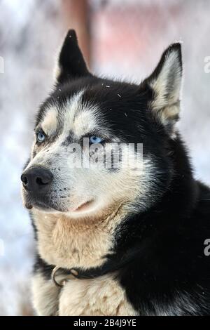 Sibirischer, Husky-Hund im Freien. Porträt eines Husky-Hundes in der Natur. Nahaufnahme. Stockfoto