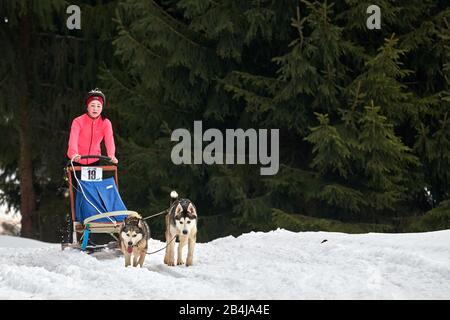 Tusnad, RUMÄNIEN - 02. Februar 2019: Unidentifizierte Frau, die mit Hunden am Free Dog Sledge Racing Contest teilnimmt.Sportsfrau Musher läuft Hundeschlitten an Stockfoto
