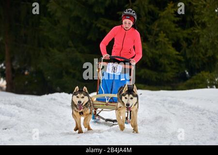 Tusnad, RUMÄNIEN - 02. Februar 2019: Unidentifizierte Frau, die mit Hunden am Free Dog Sledge Racing Contest teilnimmt.Sportsfrau Musher läuft Hundeschlitten an Stockfoto